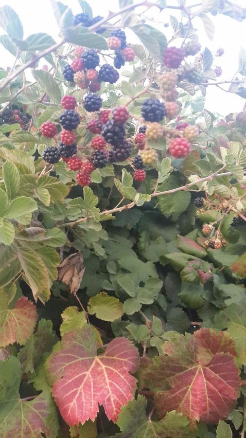 Nuriel Fruit & Guest House Sheʼar Yashuv Exteriör bild